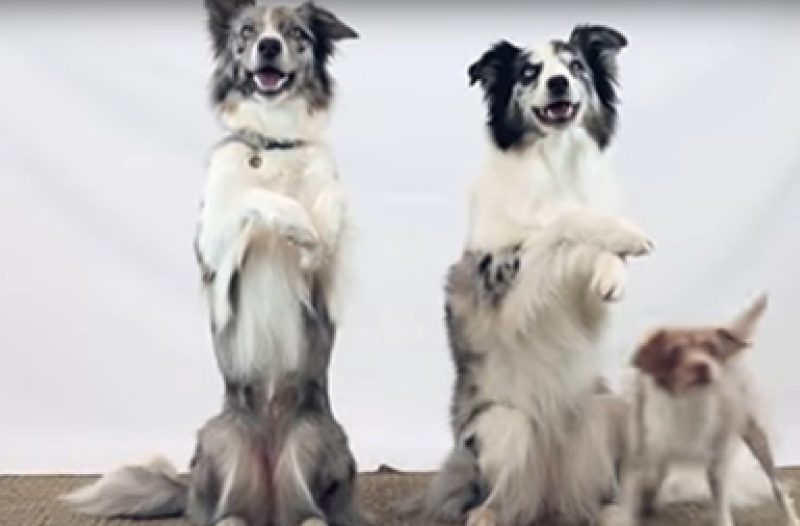 Vinkovci - vinkovci.com.hr - Četiri pametna psa izvode trikove